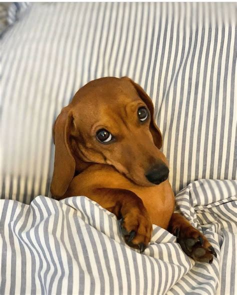 dachshund puppy videos|funny miniature dachshund videos.